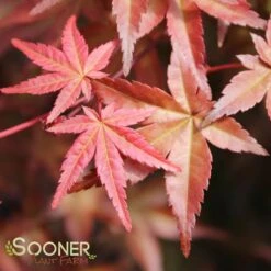 DESHOJO UPRIGHT JAPANESE MAPLE 6 DESHOJO UPRIGHT JAPANESE MAPLE -Sooner Plant Farm Shop DETA3 3423