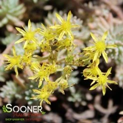 BLUE SPRUCE SEDUM -Sooner Plant Farm Shop DETA3 347