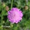 PINK MIST PINCUSHION FLOWER 2 PINK MIST PINCUSHION FLOWER -Sooner Plant Farm Shop DETA3 353