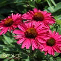 KISMET® RASPBERRY CONEFLOWER -Sooner Plant Farm Shop DETA3 3571