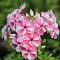 BAMBINI™ CANDY CRUSH GARDEN PHLOX -Sooner Plant Farm Shop DETA3 3589