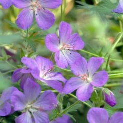JOHNSON'S BLUE GERANIUM -Sooner Plant Farm Shop DETA3 3593