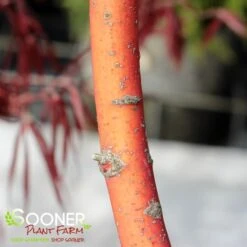 New Arrival -Sooner Plant Farm Shop DETA3 3604