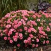 FRUIT PUNCH® CLASSIC CORAL DIANTHUS -Sooner Plant Farm Shop DETA3 3633