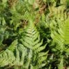 AUTUMN FERN -Sooner Plant Farm Shop DETA3 3699