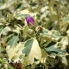 SUGAR TIP® GOLD ALTHEA -Sooner Plant Farm Shop DETA3 3737