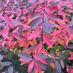 SCENTLANDIA® SWEETSPIRE 8 SCENTLANDIA® SWEETSPIRE -Sooner Plant Farm Shop DETA3 3741