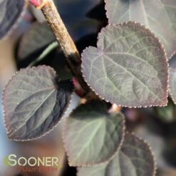 RED FOX KATSURA TREE 7 RED FOX KATSURA TREE -Sooner Plant Farm Shop DETA3 3756