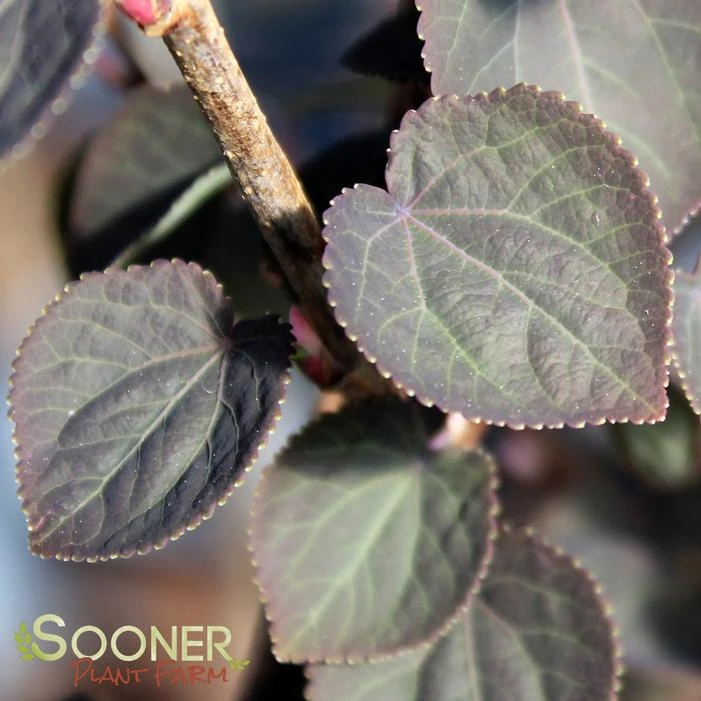 RED FOX KATSURA TREE 5 RED FOX KATSURA TREE - Image 3