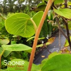 FRAGRANT SNOWBELL -Sooner Plant Farm Shop DETA3 3762