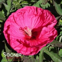 SUMMER IN PARADISE HARDY HIBISCUS 7 SUMMER IN PARADISE HARDY HIBISCUS -Sooner Plant Farm Shop DETA3 3774