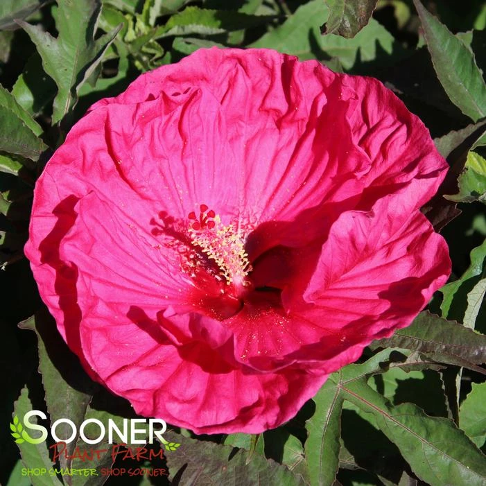 SUMMER IN PARADISE HARDY HIBISCUS 5 SUMMER IN PARADISE HARDY HIBISCUS - Image 3