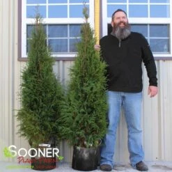 FULL SPEED A HEDGE® ARBORVITAE -Sooner Plant Farm Shop DETA3 3796