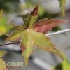 CORAL MAGIC UPRIGHT JAPANESE MAPLE -Sooner Plant Farm Shop DETA3 3855