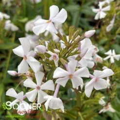 FASHIONABLY EARLY CRYSTAL GARDEN PHLOX -Sooner Plant Farm Shop DETA3 3879