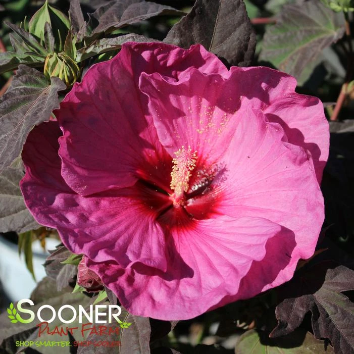 SUMMERIFIC® BERRY AWESOME HARDY HIBISCUS 5 SUMMERIFIC® BERRY AWESOME HARDY HIBISCUS - Image 3