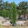 SKYWALKER™ ARBORVITAE -Sooner Plant Farm Shop DETA3 3933