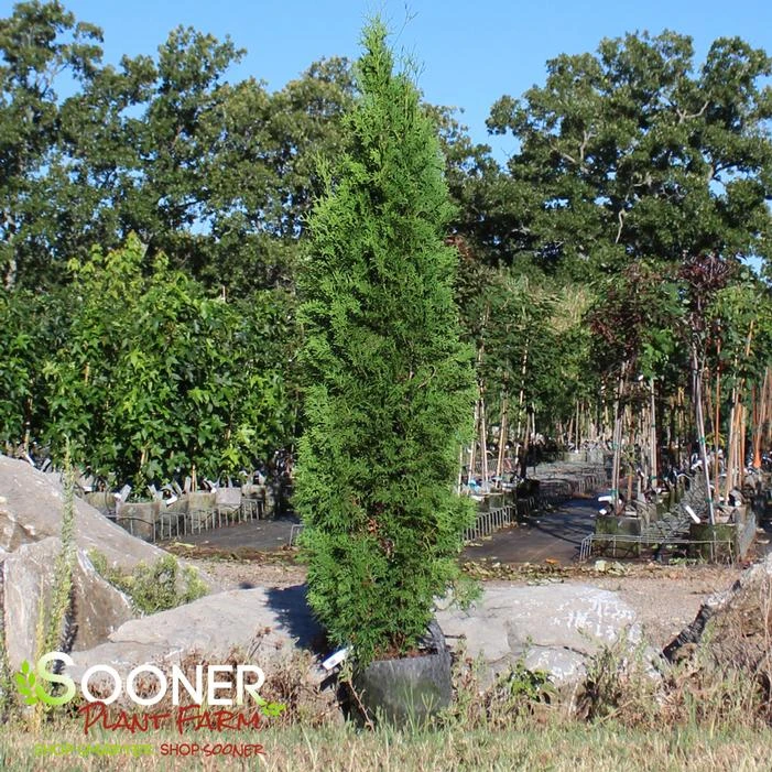 SKYWALKER™ ARBORVITAE 3 SKYWALKER™ ARBORVITAE