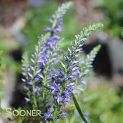 MAGIC SHOW® WIZARD OF AHHS SPEEDWELL 7 MAGIC SHOW® WIZARD OF AHHS SPEEDWELL -Sooner Plant Farm Shop DETA3 3946