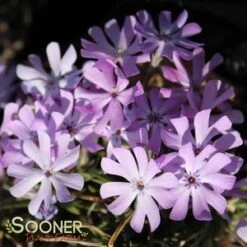 BEDAZZLED LAVENDER PHLOX -Sooner Plant Farm Shop DETA3 3969