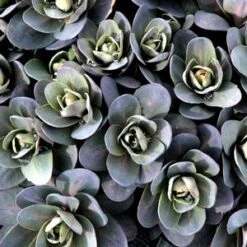 MARINA SEDUM -Sooner Plant Farm Shop DETA3 4022
