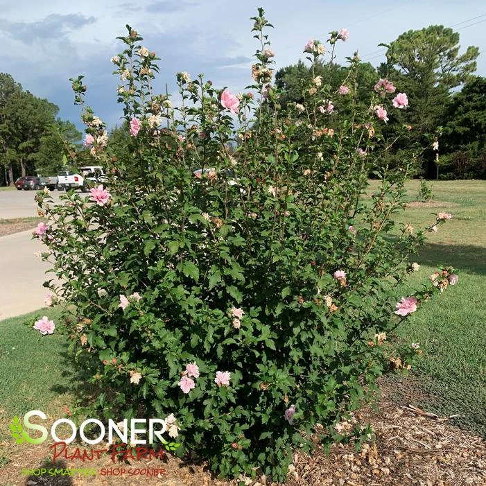 LADY BUG® ALTHEA 3 LADY BUG® ALTHEA