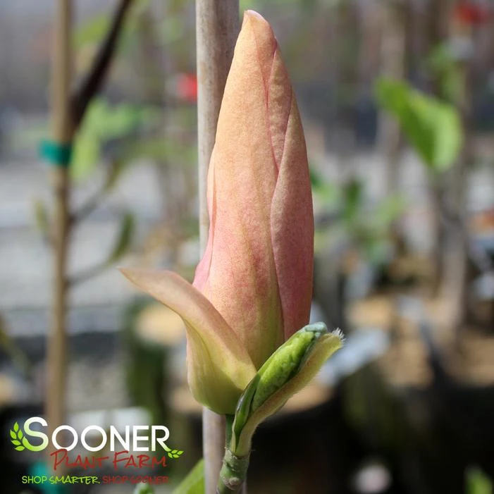 DAYBREAK MAGNOLIA 4 DAYBREAK MAGNOLIA - Image 2