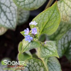 QUEEN OF HEARTS BRUNNERA -Sooner Plant Farm Shop DETA3 4100