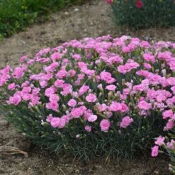 FRUIT PUNCH® SWEETIE PIE DIANTHUS -Sooner Plant Farm Shop DETA3 4105
