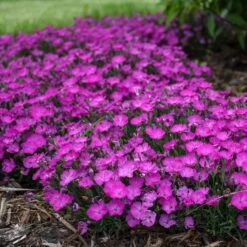 PAINT THE TOWN FUCHSIA DIANTHUS -Sooner Plant Farm Shop DETA3 4106