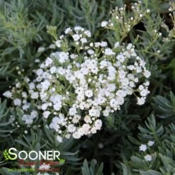 FESTIVAL STAR® BABY'S BREATH -Sooner Plant Farm Shop DETA3 4112