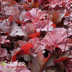 PRIMO® MAHOGANY MONSTER CORAL BELLS -Sooner Plant Farm Shop DETA3 4125