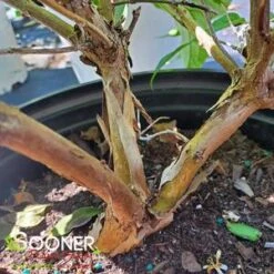 TIANSHAN® SEVEN SON FLOWER 9 TIANSHAN® SEVEN SON FLOWER -Sooner Plant Farm Shop DETA3 4185