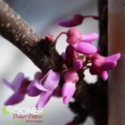 ALLEY CAT VARIEGATED REDBUD -Sooner Plant Farm Shop DETA3 4214