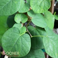 VANILLA TWIST WEEPING REDBUD -Sooner Plant Farm Shop DETA3 4215