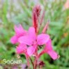 BELLEZA® DARK PINK WAND FLOWER 1 BELLEZA® DARK PINK WAND FLOWER -Sooner Plant Farm Shop DETA3 4300