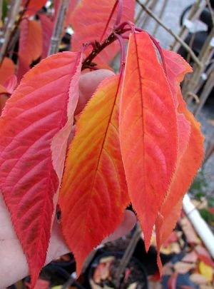 KWANZAN ORNAMENTAL CHERRY 4 KWANZAN ORNAMENTAL CHERRY - Image 2