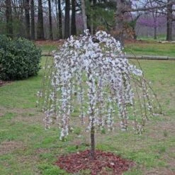 SNOW FOUNTAIN WEEPING FLOWERING CHERRY -Sooner Plant Farm Shop DETA3 433