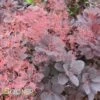 ROYAL PURPLE SMOKETREE -Sooner Plant Farm Shop DETA3 436