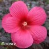CAROUSEL® PINK PASSION HARDY HIBISCUS -Sooner Plant Farm Shop DETA3 4362