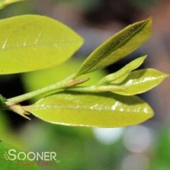 EMERALD HEIGHTS® DISTYLIUM -Sooner Plant Farm Shop DETA3 4377