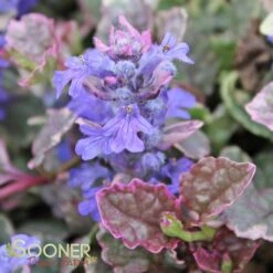 BURGUNDY GLOW AJUGA -Sooner Plant Farm Shop DETA3 447