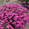 PAINT THE TOWN FANCY DIANTHUS 1 PAINT THE TOWN FANCY DIANTHUS -Sooner Plant Farm Shop DETA3 4547