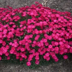 PAINT THE TOWN RED DIANTHUS -Sooner Plant Farm Shop DETA3 4548