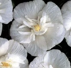 WHITE CHIFFON® ALTHEA 9 WHITE CHIFFON® ALTHEA -Sooner Plant Farm Shop DETA3 469