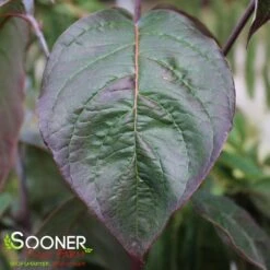 SUPER PRINCESS DOGWOOD -Sooner Plant Farm Shop DETA3 4699