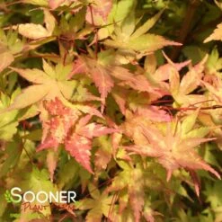 CORAL BARK UPRIGHT JAPANESE MAPLE -Sooner Plant Farm Shop DETA3 47