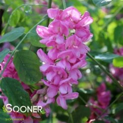 PURPLE ROBE™ BLACK LOCUST -Sooner Plant Farm Shop DETA3 4741