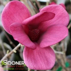 GENIE MAGNOLIA -Sooner Plant Farm Shop DETA3 4785