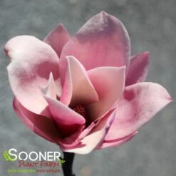 GALAXY MAGNOLIA -Sooner Plant Farm Shop DETA3 4796